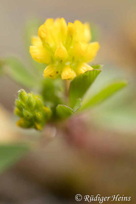 Trifolium dubium (Faden-Klee)