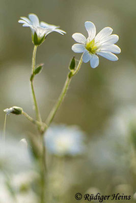 Cerastium arvense (Acker-Hornkraut), 9.6.2019