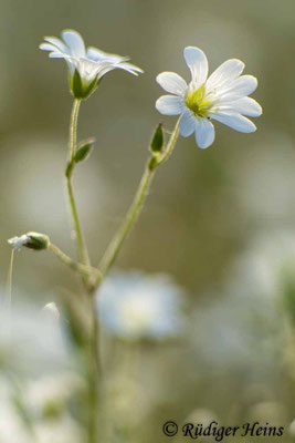 Cerastium arvense, Acker-Hornkraut