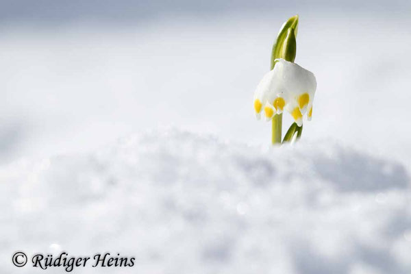 Leucojum vernum (Frühlingsknotenblume oder Märzenbecher)