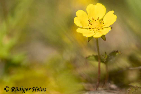 Potentilla reptans (Kriechendes Fingerkraut)