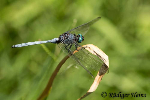 Orthetrum julia falsum (Julia Blaupfeil) Männchen