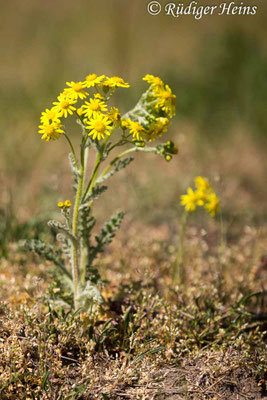 Senecio vernalis (Frühlings-Greiskraut)