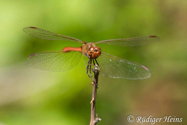 Sympetrum meridionale (Südliche Heidelibelle) Männchen, 27.9.2019