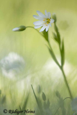 Stellaria holostea (Große Sternmiere), 23.5.2021