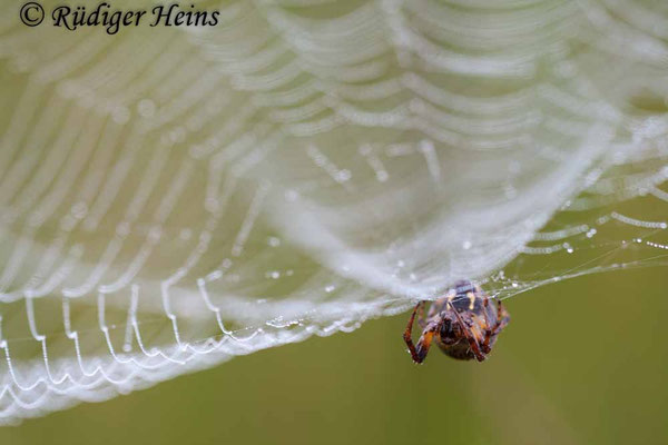 Araneus quadratus (Vierfleckkreuzspinne)