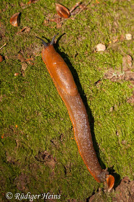 Arion lusitanicus (Spanische Wegschnecke), 25.9.2011