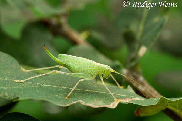 Meconema thalassinum (Gemeine Eichenschrecke) Weibchen, 15.8.2018