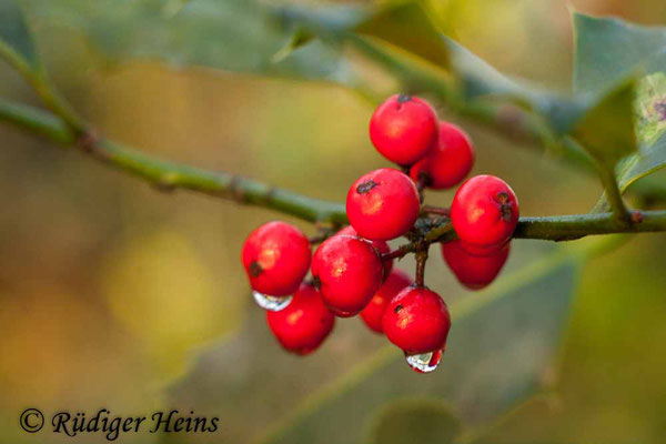 Ilex aquifolium (Europäische Stechpalme), 10.1.2016