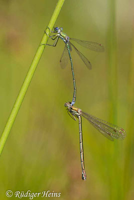 Lestes virens (Kleine Binsenjungfer) Tandem, 6.8.2020