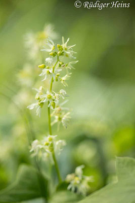 Stachelgurke (Echinocystis lobata), 6.8.2024 - Makroobjektiv 100mm f/2.8
