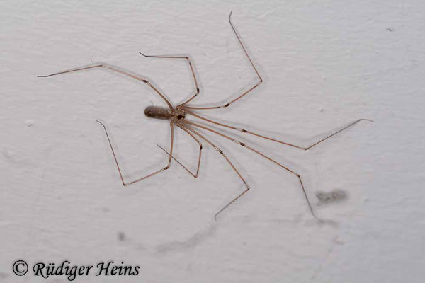 Pholcus phalangioides (Große Zitterspinne), 24.2.2008