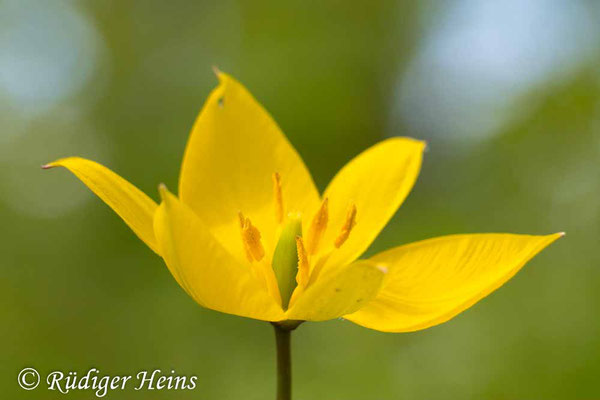 Tulipa sylvestris (Wilde Tulpe), 8.5.2023