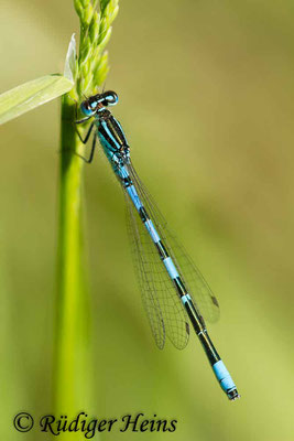 Coenagrion scitulum (Gabel-Azurjungfer) Männchen, 21.5.2015