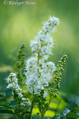 Spiraea sorbifolia (Ebereschenblättrigen Spierstrauch)