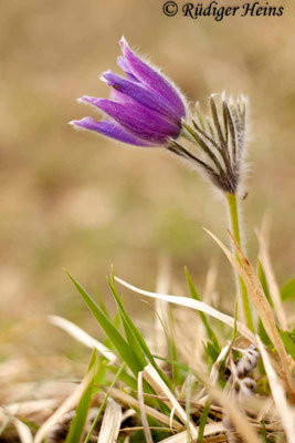 Pulsatilla vulgaris (Gewöhnliche Küchenschelle)