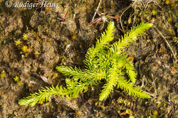 Lycopodiella inundata (Sumpf-Bärlapp), 24.8.2014