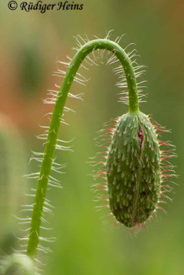 Papaver rhoeas (Klatschmohn), 21.6.2015