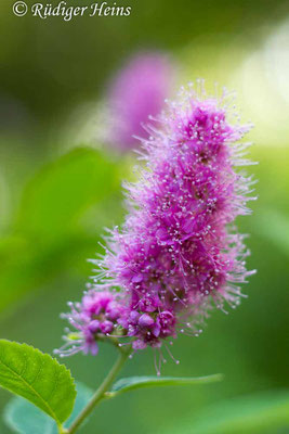 Spiraea salicifolia (Weidenblättrige Spiere), 29.8.2015