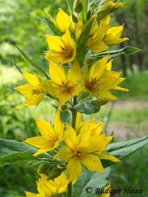 Lysimachia punctata (Punktierter Gilbweiderich)