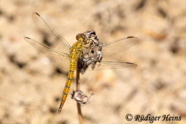 Orthetrum coerulescens anceps (Südöstlicher Kleiner Blaupfeil) junges Männchen