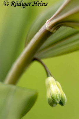 Polygonatum multiflorum (Vielblütige Weißwurz), 26.4.2017