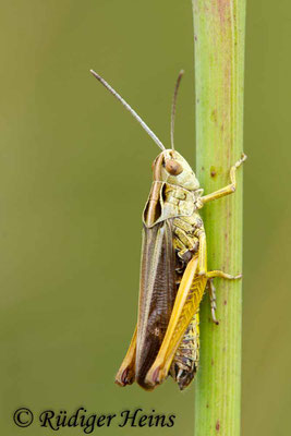 Omocestus viridulus (Bunter Grashüpfer) Männchen, 21.7.2018