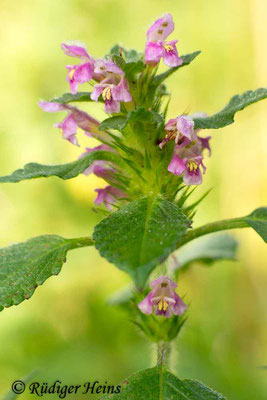 Galeopsis tetrahit (Gemeiner Hohlzahn), 2.8.2017