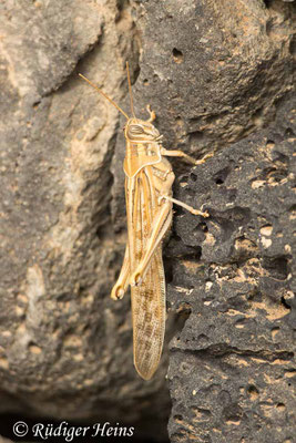 Anacridium aegyptium (Ägyptische Wanderheuschrecke)