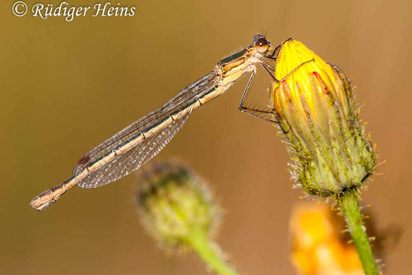 Lestes sponsa (Gemeine Binsenjungfer) Weibchen, 7.8.2010