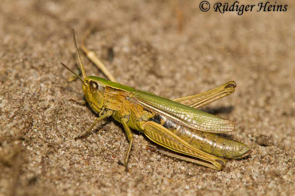 Chorthippus albomarginatus (Weißrandiger Grashüpfer) Weibchen, 10.9.2017