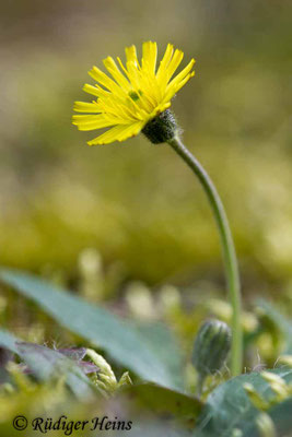 Hieracium pilosella (Kleines Habichtskraut)