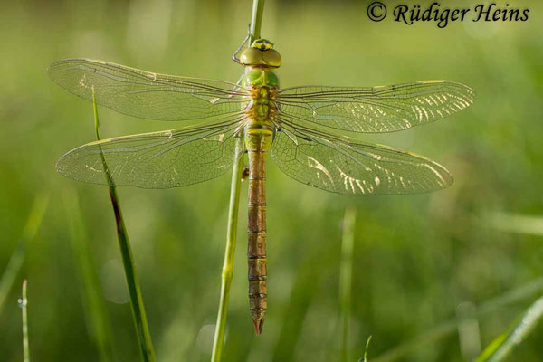 Anax imperator, Große Königslibelle, junges Weibchen
