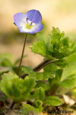 Veronica persica (Persischer Ehrenpreis), 9.3.2014