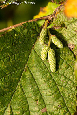 Corylus avellana (Gemeine Haselnuss), 15.10.2019