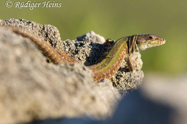 Podarcis sicula (Ruineneidechse), 25.9.2019