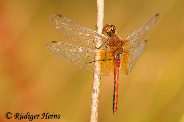 Sympetrum flaveolum (Gefleckte Heidelibelle) Männchen, 24.8.2013