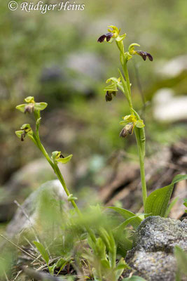 Ophrys fusca (Braune Ragwurz)