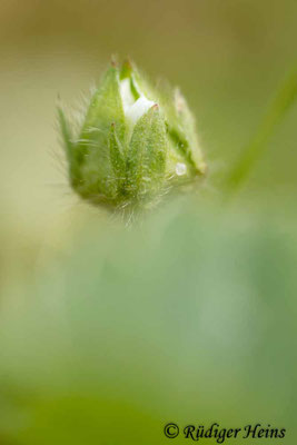 Potentilla sterilis (Erdbeer-Fingerkraut)