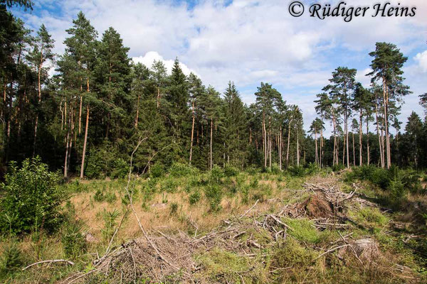 Laphria flava (Gelbe Mordfliege) Habitat, 29.8.2020