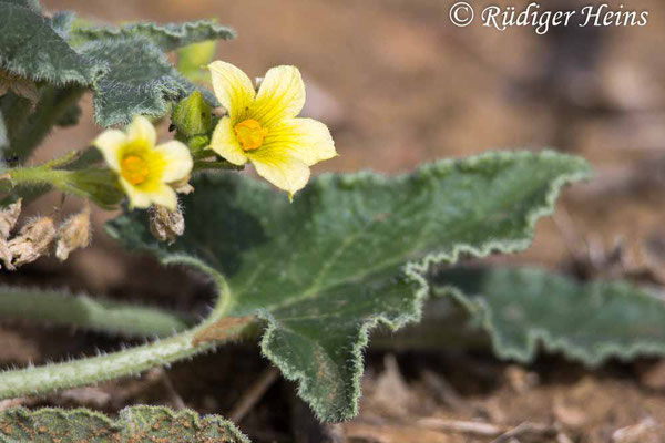 Ecballium elaterium (Spritzgurke), 15.10.2024