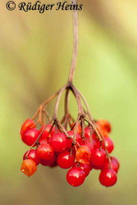 Viburnum opulus (Gemeiner Schneeball), 13.12.2015