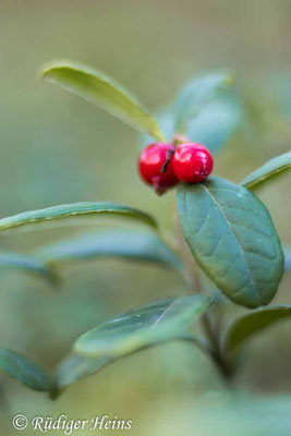 Preiselbeere (Vaccinium vitis-idaea) Beere, 6.10.2022 - Colorplan Dia-Projektionsobjektiv 90mm f/2,5