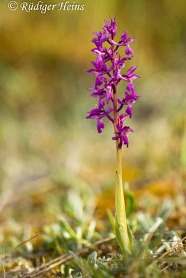 Orchis mascula (Männliches Knabenkraut), 31.5.2014