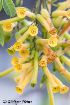 Blaugrüner Tabak (Nicotiana glauca) 16.5.2023 - Makroobjektiv 180mm f/3.5