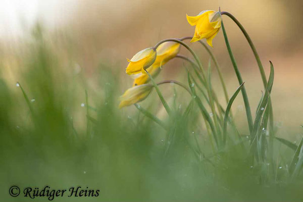 Tulipa sylvestris (Wilde Tulpe), 20.4.2022
