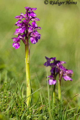 Anacamptis morio (Kleines Knabenkraut), 3.5.2014