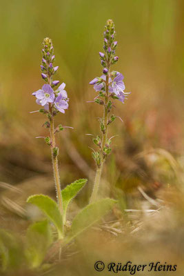 Veronica officinalis (Echter Ehrenpreis), 31.5.2019