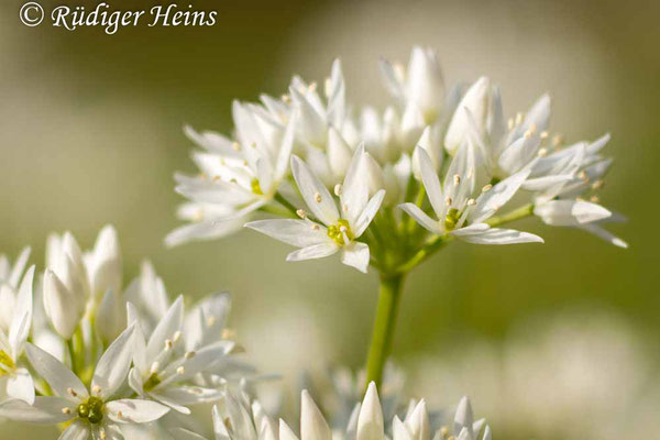 Allium ursinum (Bärlauch), 12.5.2023