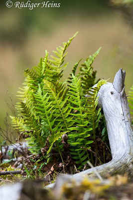 Polypodium vulgare (Gewöhnlicher Tüpfelfarn), 19.9.2021